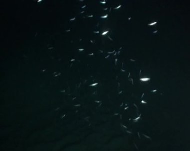 sualtı dalış video