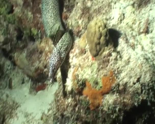 Ryby, potápění pod vodou video — Stock video