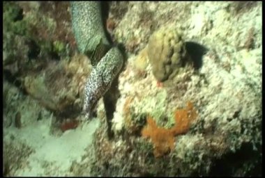 sualtı dalış video balık