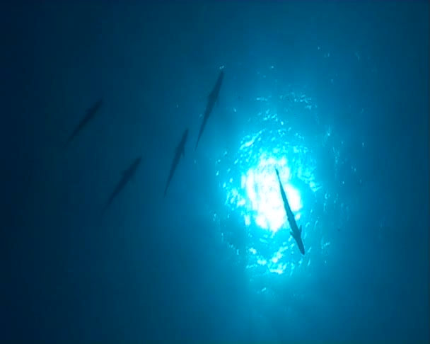 Дайвинг под водой видео — стоковое видео