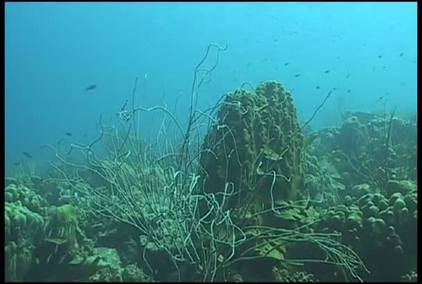 Buceo video submarino — Vídeo de stock