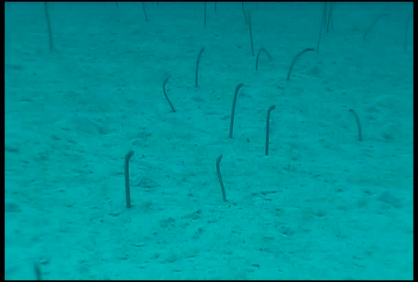 Vidéo de plongée sous-marine — Video