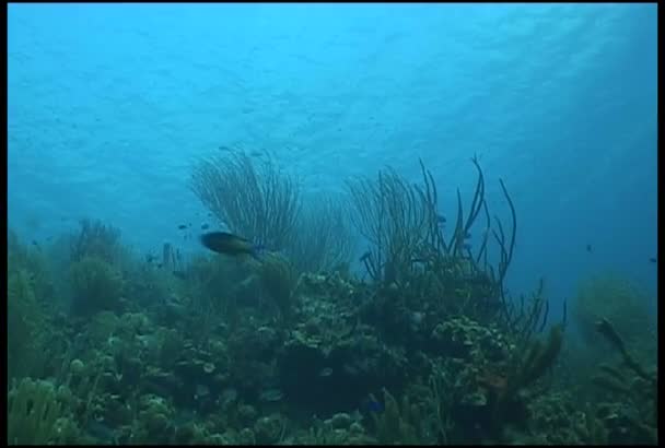 Immersioni subacquee video — Video Stock