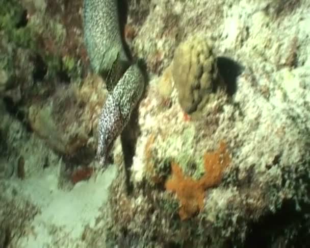 Fish underwater diving video — Stock Video