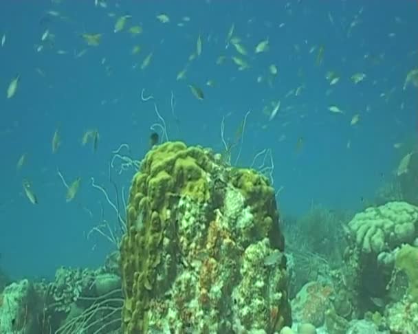 Buceo video submarino — Vídeos de Stock