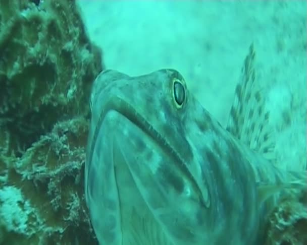 Fish underwater diving video — Stock Video