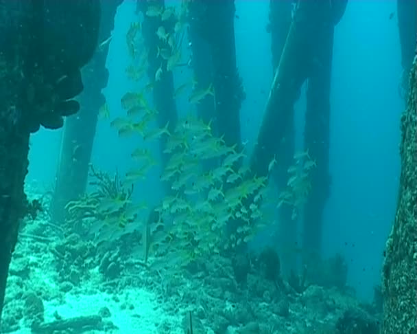 Vie marine des Caraïbes — Video