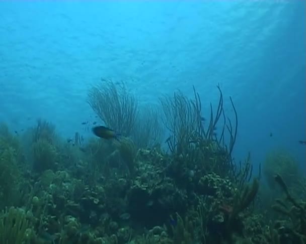 Caribean Sea Life — Stock Video