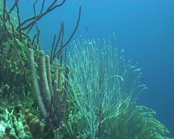 Vie marine des Caraïbes — Video