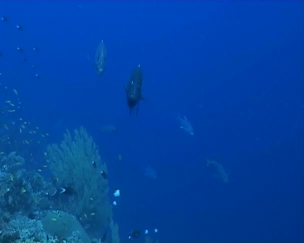 Fish underwater diving video — Stock Video