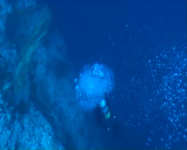 Video de buceo submarino — Vídeo de stock