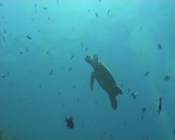Tartaruga subaquática mergulho vídeo — Vídeo de Stock