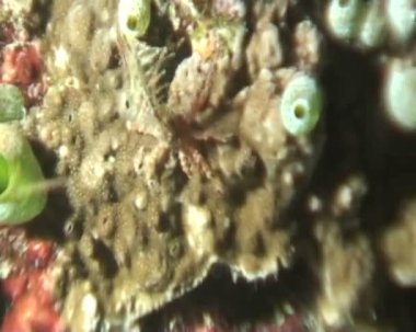 sualtı dalış video