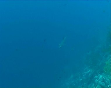 köpekbalığı sualtı dalış video
