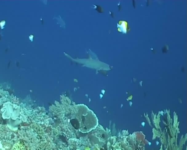 Žralok podmořské potápění video — Stock video