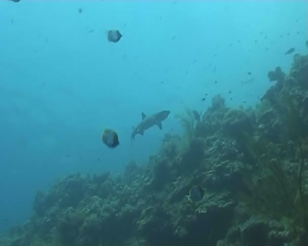Žralok podmořské potápění video — Stock video