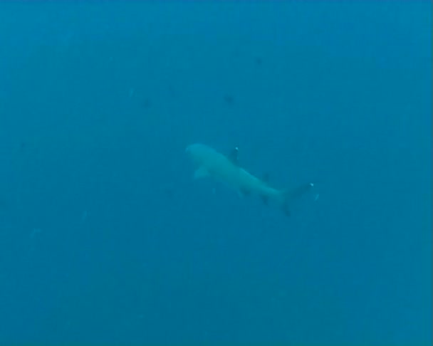 Tiburón video de buceo submarino — Vídeos de Stock