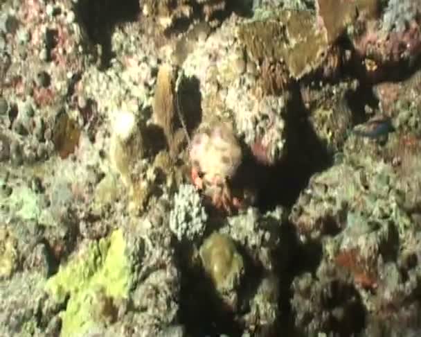 Video de buceo submarino — Vídeo de stock