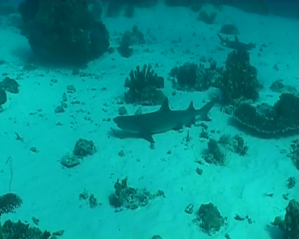 Tiburón — Vídeos de Stock