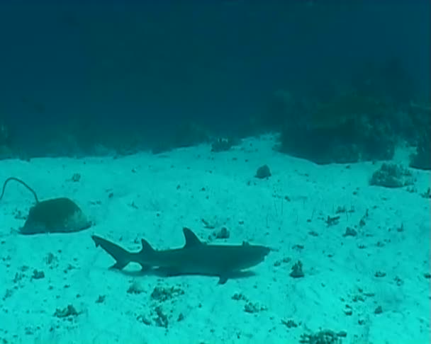 鲨鱼 — 图库视频影像