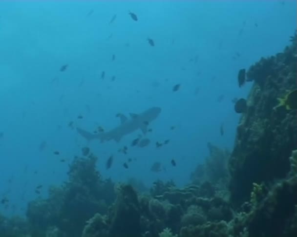 Shark underwater diving video — Stock Video