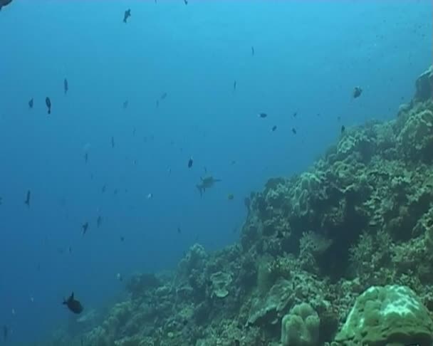 Риба підводне пірнання відео — стокове відео