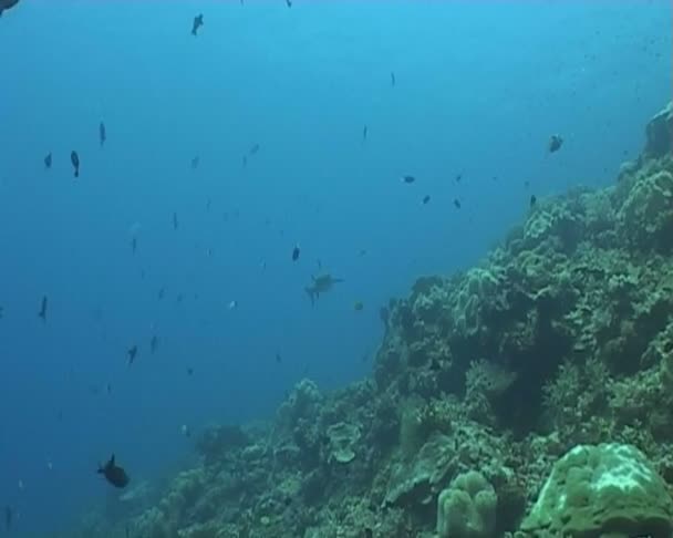 Video de buceo submarino de peces — Vídeos de Stock