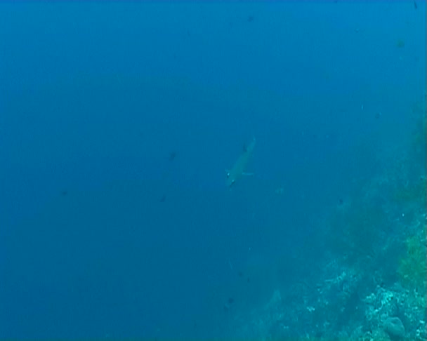 Requin sous-marin vidéo de plongée — Video