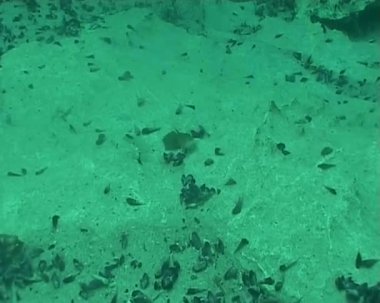 sualtı dalış video