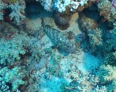 sualtı dalış video balık