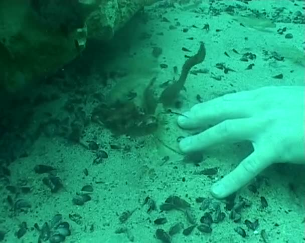 Camarones y peces de limpieza de la mano de buceo subacuático video — Vídeo de stock