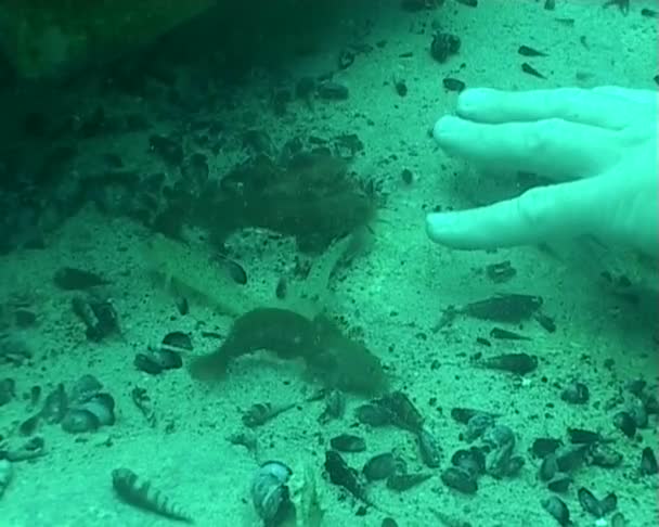 Camarones y peces de limpieza de la mano de buceo subacuático video — Vídeo de stock