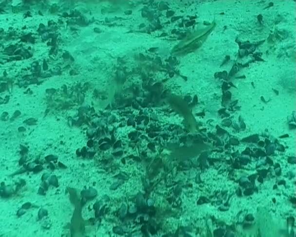 Garnelen und Fische unter Wasser tauchen — Stockvideo