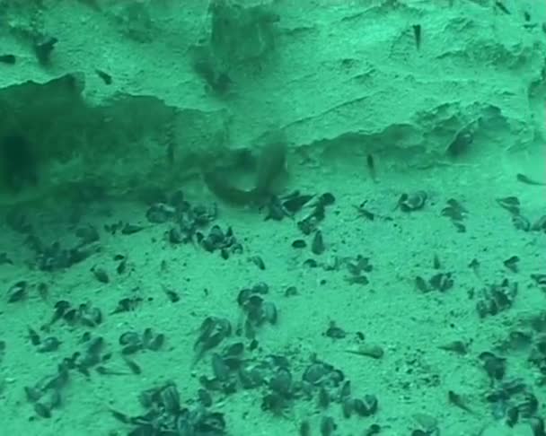 Video de buceo submarino — Vídeos de Stock