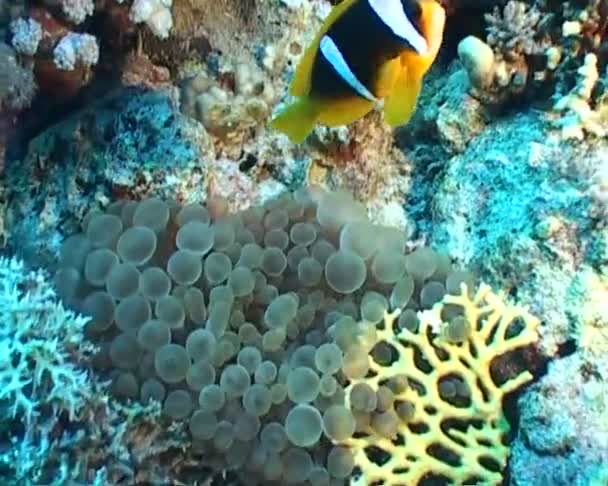 Poisson sous-marin vidéo de plongée — Video