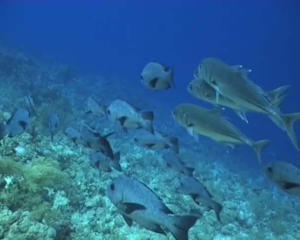 Vis onderwater duiken video — Stockvideo