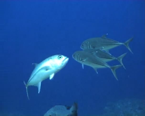 Vis onderwater duiken video — Stockvideo