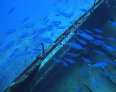 sualtı dalış video balık