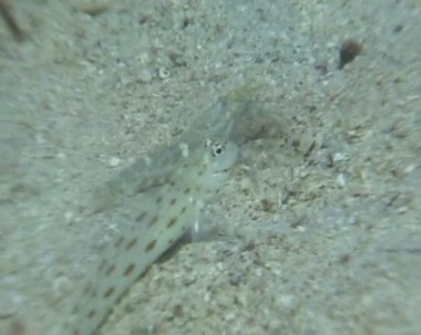 sualtı dalış video