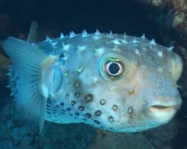 sualtı dalış video