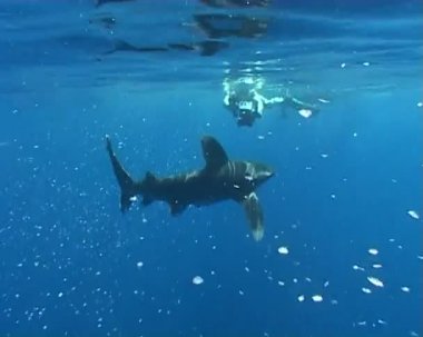 köpekbalığı sualtı dalış video yemek