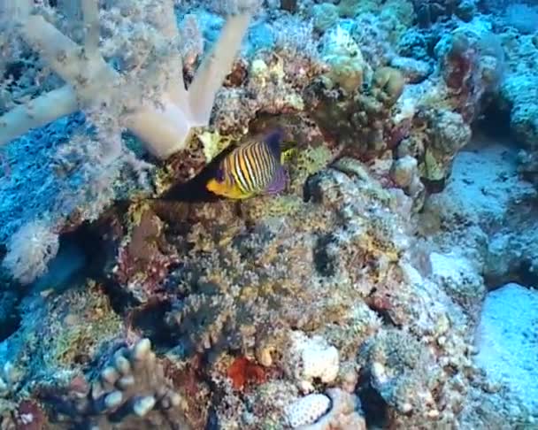 Video de buceo submarino — Vídeos de Stock