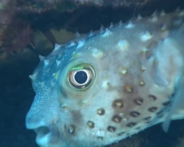 Video de buceo submarino — Vídeos de Stock