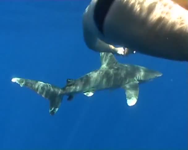 Κατανάλωση καρχαρία υποβρύχιες καταδύσεις βίντεο — Αρχείο Βίντεο