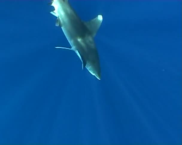 Tiburón bajo el agua — Vídeos de Stock