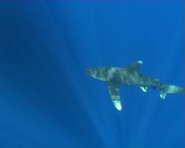Tubarão debaixo de água — Vídeo de Stock