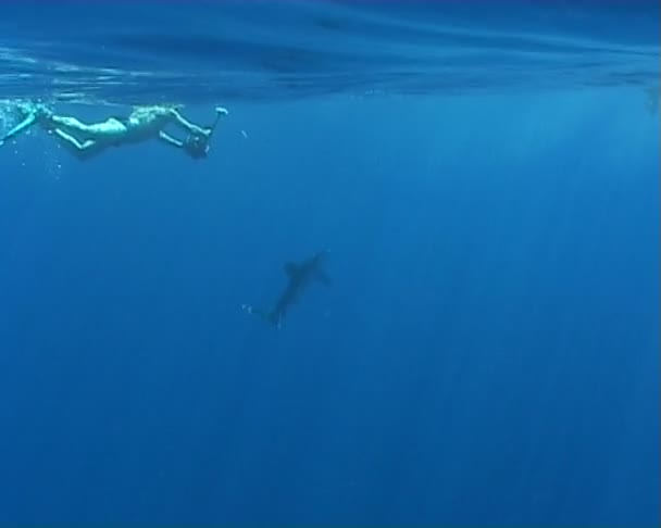 Comer tiburón video de buceo bajo el agua — Vídeos de Stock