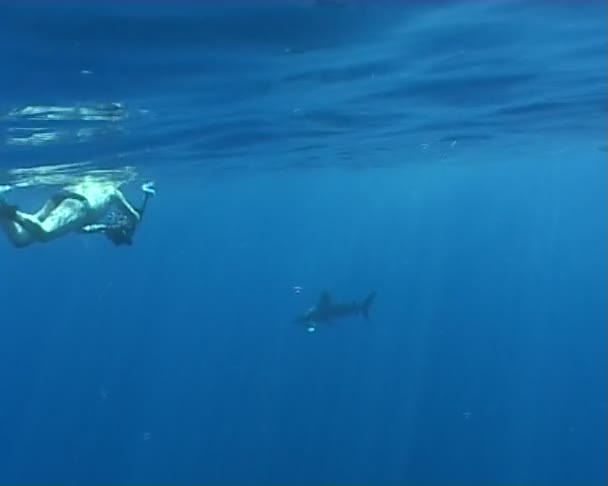 Étkezési cápa víz alatti búvárkodás videó — Stock videók