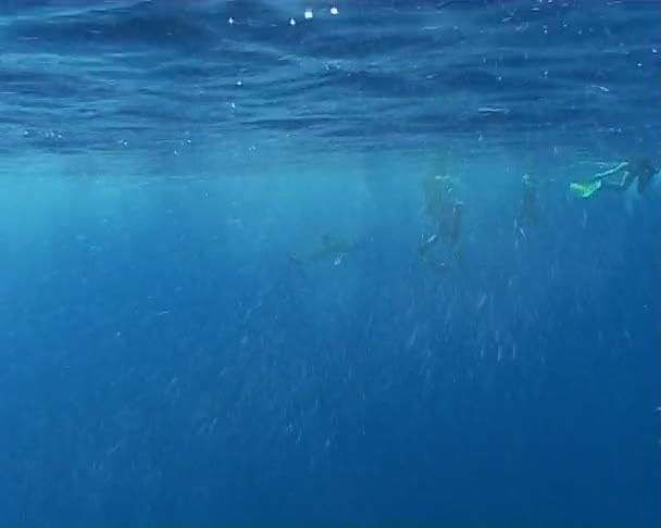 Duik onderwater video — Stockvideo