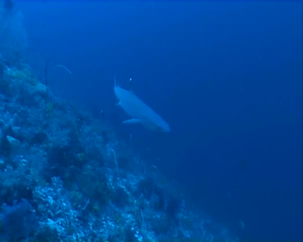 Buceo de tiburones bajo el agua — Vídeos de Stock